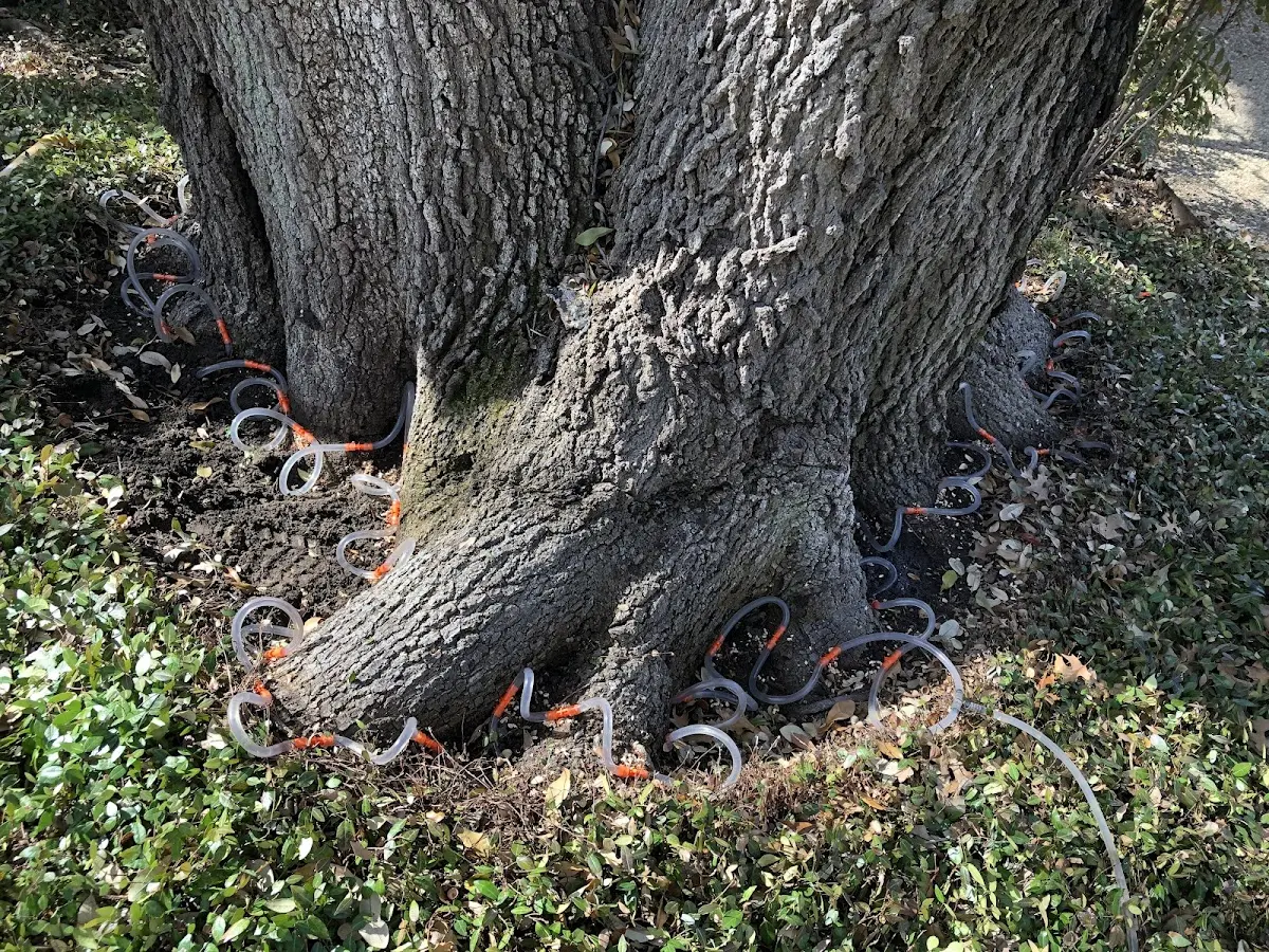 Detailed Tree Cabling and Bracing job site in Canon City