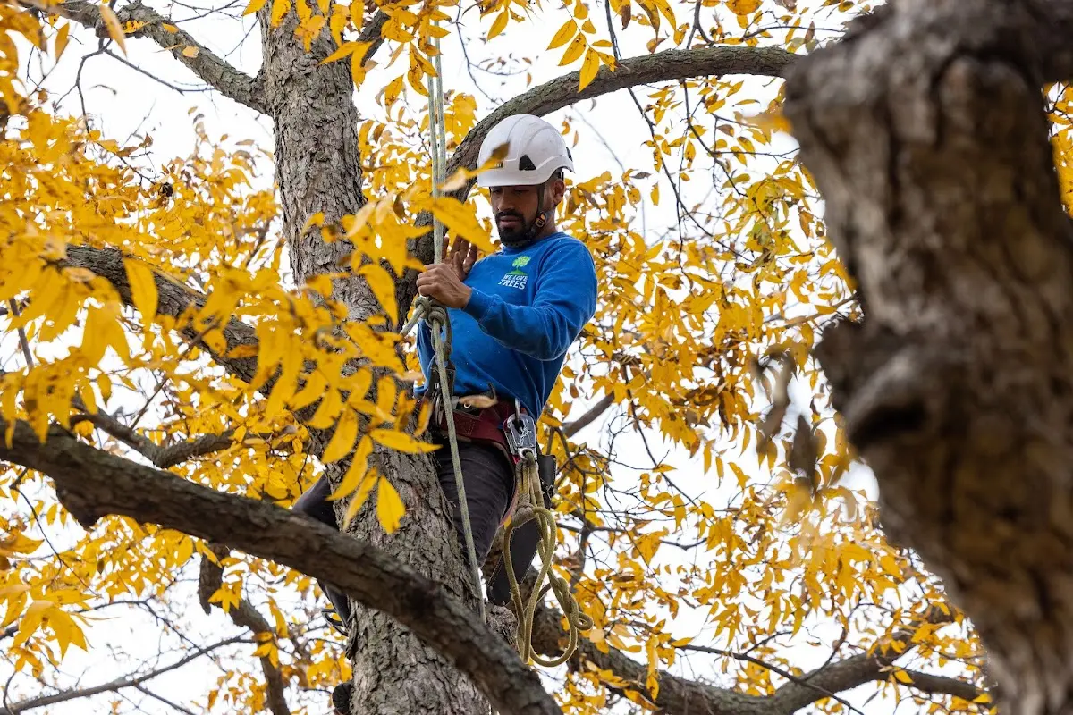 Skilled Tree Pruning crew working in Canon City