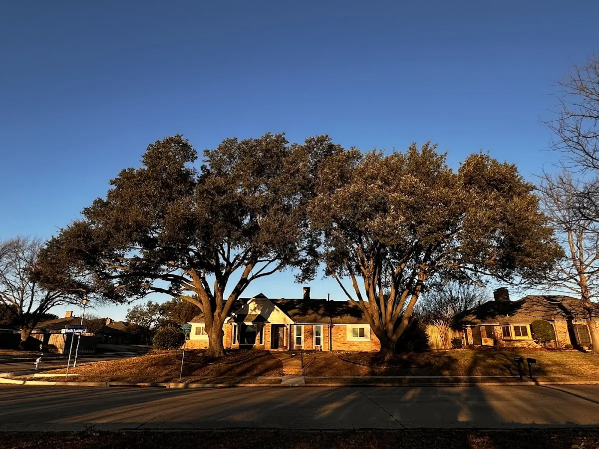 Established residential canopy tree shading a home in Canon City